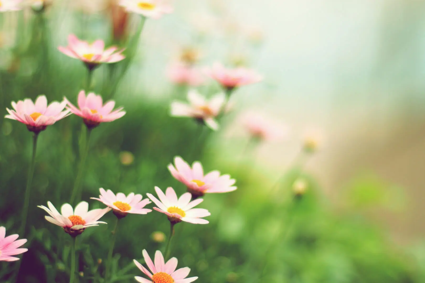 Pink and white daisies bloom in a lush green field with a softly blurred background.