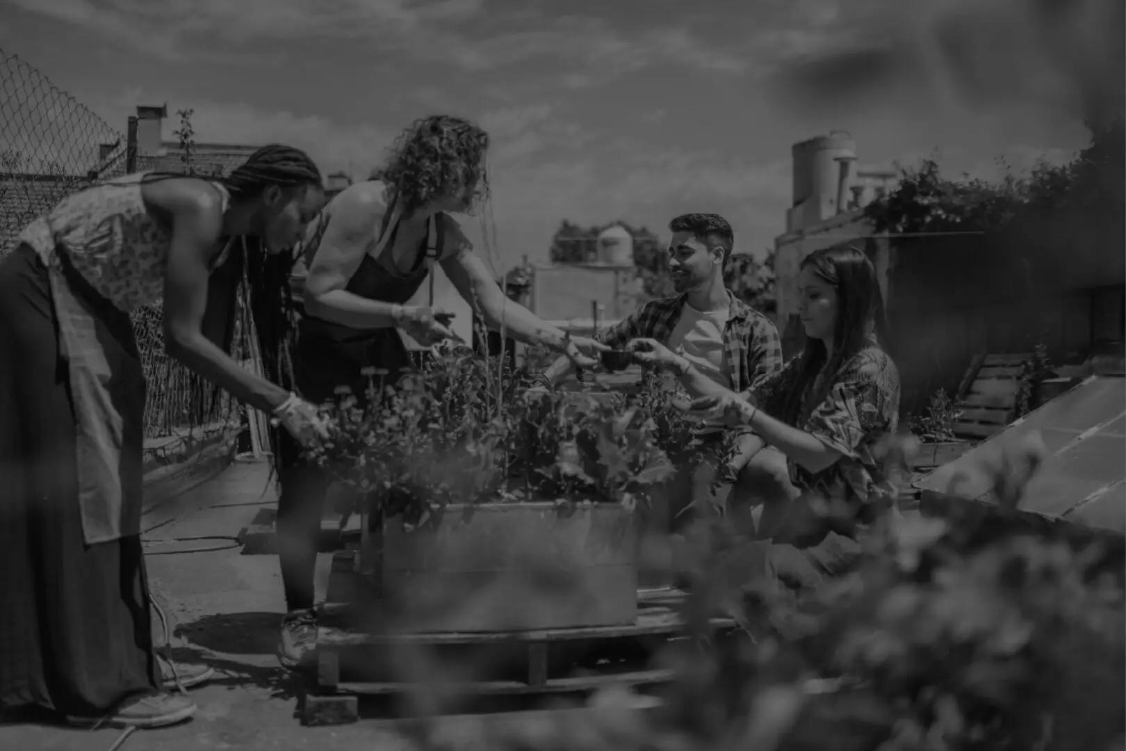 Four people tending to plants together in an outdoor urban garden on a sunny day.