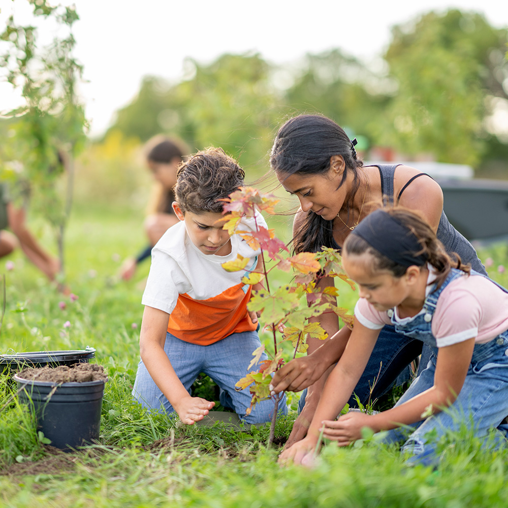 A woman and her children are planting a tree in a field.