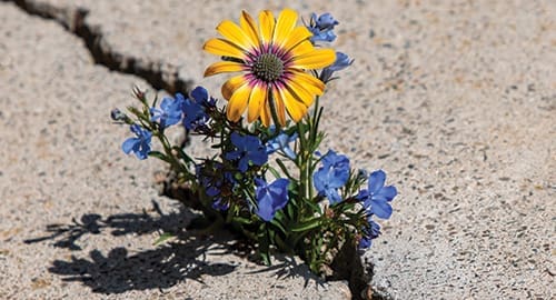 A yellow and purple daisy with small blue flowers grows out of a crack in a concrete surface, highlighting nature's resilience.